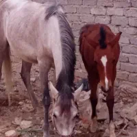 فروش اسب و کُره آن و بُز کهره