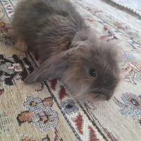 بچه خرگوش لوپ نر و ماده
