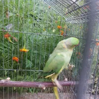 جفت ملنگو تخمگذار|پرنده|اهر, |دیوار