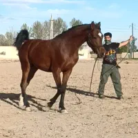 اسب عرب مصری