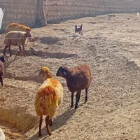 میش و بره|حیوانات مزرعه|کوهدشت, |دیوار