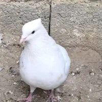 کبوتر تهرانی