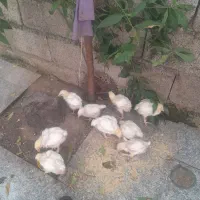 جوجه زنده