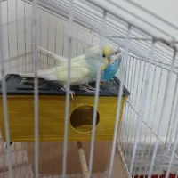 مرغ عشق|پرنده|تهران, شهرک رضویه|دیوار