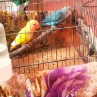 جوجه طوطی برزیل