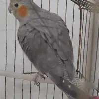 عروس هلندی ماده بالغ و مولد