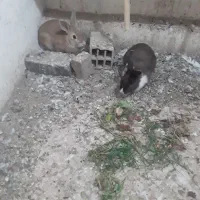 قفس سهره فولادی