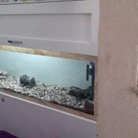آکواریوم فروشی  ماهی|ماهی|رفسنجان, |دیوار