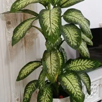 گل دفین باخیا