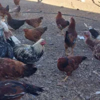 مرغ وخروس محلی|حیوانات مزرعه|کشکسرای, |دیوار