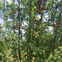 زمین زراعی باغ|فروش خانه و ویلا|پلدشت, |دیوار