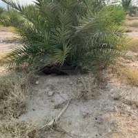 باغبان با تجربه کاری. نخل