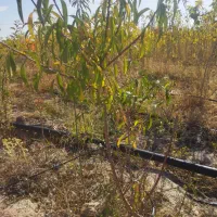 فروش نهال ۱سال تا ۱۰سال زیر قیمت|خدمات باغبانی و درختکاری|مشهد, توس فردوسی|دیوار