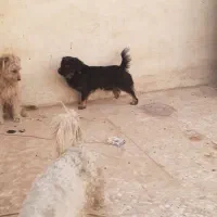 ۳ سگ پاپی خانگی|سگ|برخوار, |دیوار