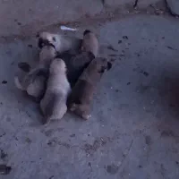 توله سگ سرابی