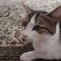 گربه