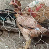 یک جفت لاری اصل|حیوانات مزرعه|گنبد کاووس, |دیوار