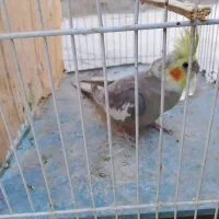 عروس سینامون|پرنده|سراوان, |دیوار