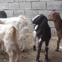 بز ۵ عدد نر اوماده|حیوانات مزرعه|شادگان, |دیوار