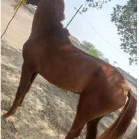 مادیان آبستن|اسب و تجهیزات اسب‌سواری|میناب, |دیوار