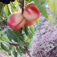 باغ نقلی ودنج در اسکو( دیزج امیرمدار)|فروش خانه و ویلا|اسکو, |دیوار