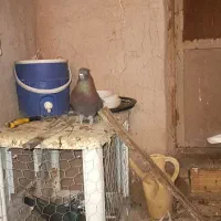 فروش کبوتر|پرنده|لیلان, |دیوار