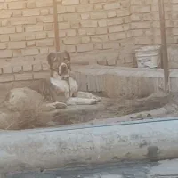 سگ دزدیده شده