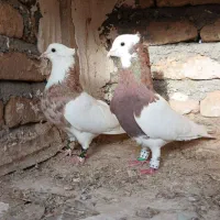 کبوتر