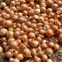 پیاز حدود صد تن