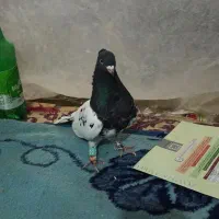 کبوتر فروشی کله سیاه تیزه آخر|پرنده|شیروان (خراسان), |دیوار