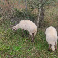 گوسفندبره نرقربونی ومیزان قیمته مقطوع|حیوانات مزرعه|اسالم, |دیوار