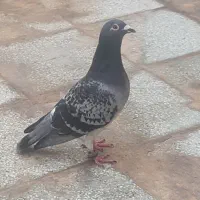 باسلام ب دوستان ۱۰ جفت پلاکی سبز زری و دوخط