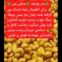 بذر یونجه محلی بمی اصلاح سس گیری شده|خدمات باغبانی و درختکاری|رودبار (کرمان), |دیوار