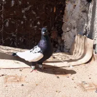 کبوتر سینه سیاه|پرنده|جم, |دیوار