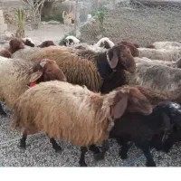 فروش میش بره