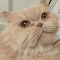 پرشین گربه سفید کاراملی|گربه|چالوس, |دیوار