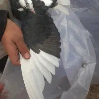 کفتر طوقی شازده|پرنده|نجف‌آباد, جعفرآباد|دیوار