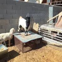 چپش برای دوبری