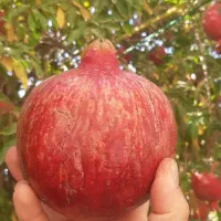 نهال انار انجیر توت کود مرغی|خدمات باغبانی و درختکاری|هشتگرد, هیو|دیوار