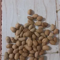 بادام حدود ۵۰۰ کیلو