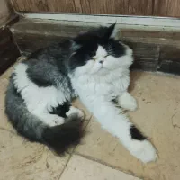 گربه پرشین سوپر فلت