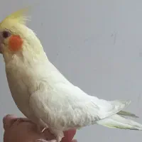 بفروش عروس هلندی