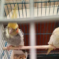 فروش یک جفت عروس هلندی دستی نر و ماده