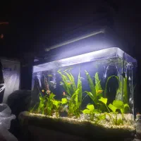 اکواریوم ۸۰سانتی شیشه خم همرا بادرب|ماهی|اصفهان, عطار نیشابوری|دیوار