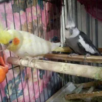 عروس هلندی