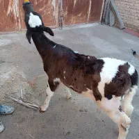 گوساله ماده