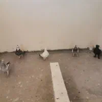 6عدد همه باهمن