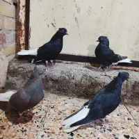 سلام 4عدد دم سفید|حیوانات|اهواز, کوی علوی|دیوار