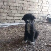 توله سگ