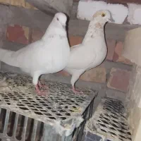 ایرانی اصیل